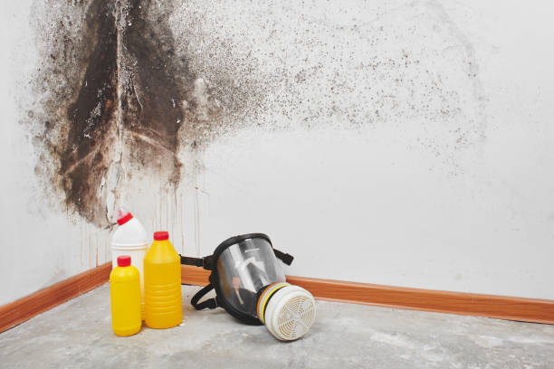 Best Mold Damage Repair  in Solon, IA