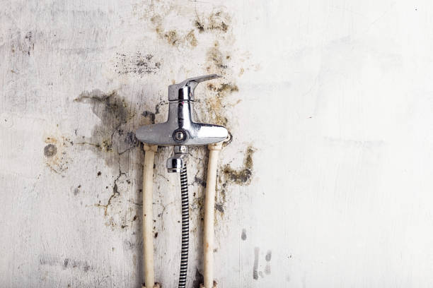 Best Mold Removal Specialists  in Solon, IA