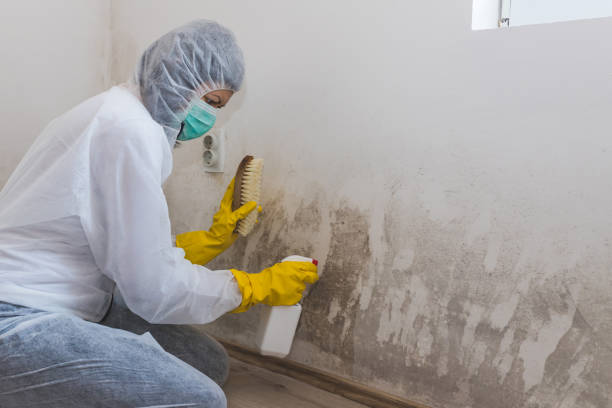 Attic Mold Removal in Solon, IA