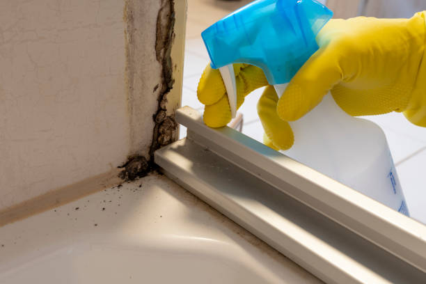 Best Local Mold Removal Service  in Solon, IA