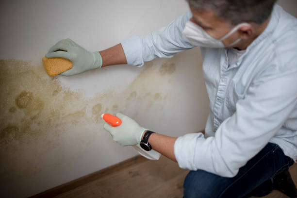 Best Mold Damage Repair  in Solon, IA