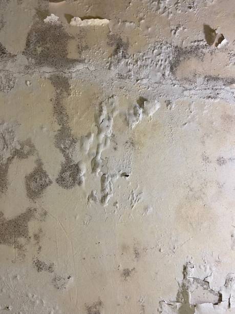 Best Mold Testing  in Solon, IA