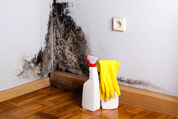 Best Crawl Space Mold Removal  in Solon, IA