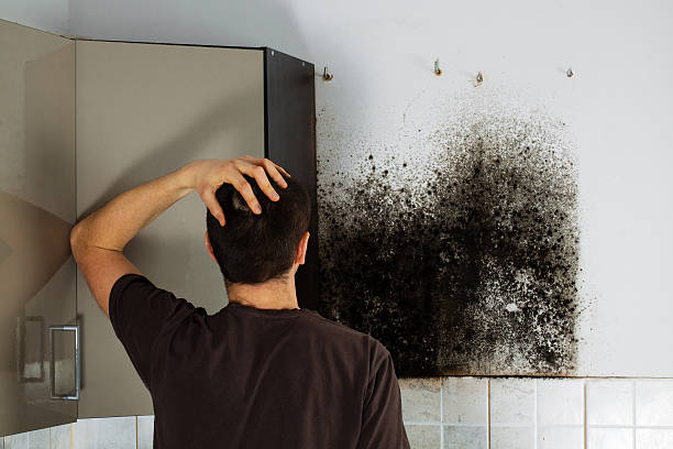 Best Local Mold Removal Service  in Solon, IA