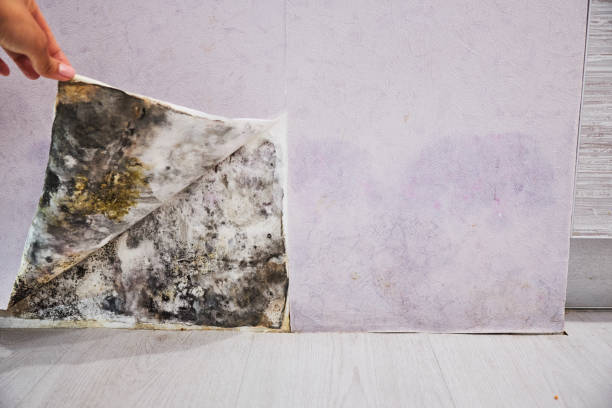 Best Professional Mold Removal  in Solon, IA